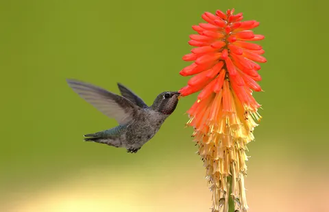 Sfondo Colibrì 4K · animals · 3840×2478