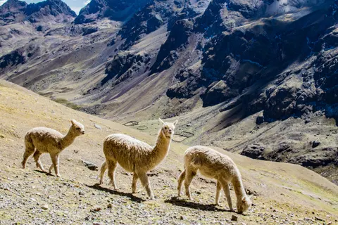 Wallpaper Machu Picchu 4K · travel · 3840×2560