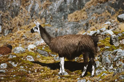 Tapeta Machu Picchu 4K · travel · 3840×2560