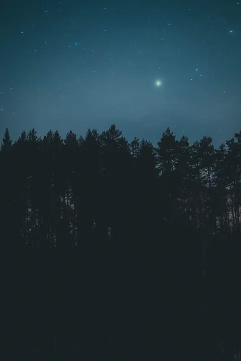 Night Silhouette Phone Wallpaper · amoled · 1440×2160