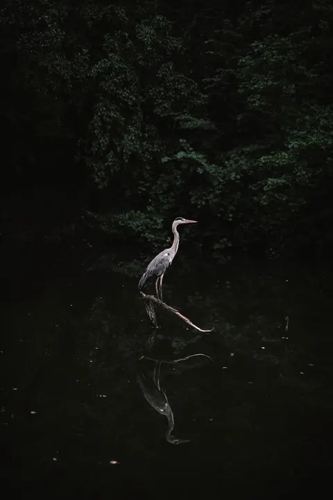 暗い水面 スマホ壁紙 · amoled · 1440×2160