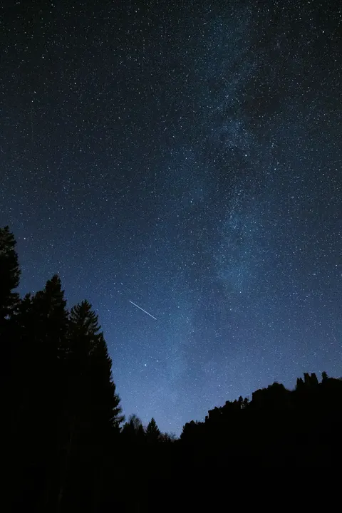 Fondo de Pantalla para Móvil Bosque Negro · amoled · 1440×2160