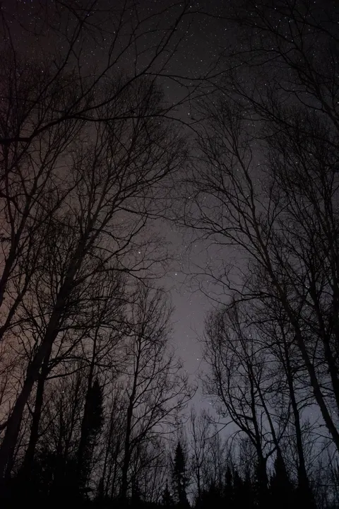 Black Forest Phone Wallpaper · amoled · 1440×2160