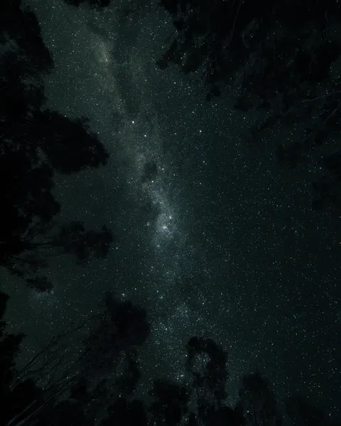 Black Forest Phone Wallpaper · amoled · 1440×1800