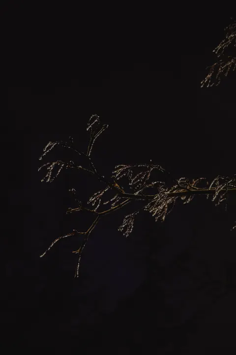 Fond d'écran mobile Forêt Noire · amoled · 1440×2160