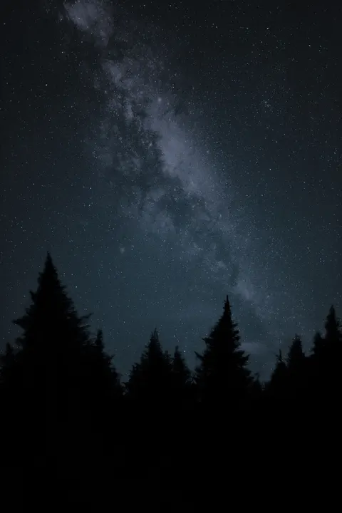 Schwarzer Wald Handy-Hintergrundbild · amoled · 1440×2160