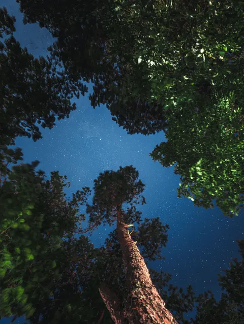Siyah Orman Telefon Duvar Kağıdı · amoled · 1440×1913
