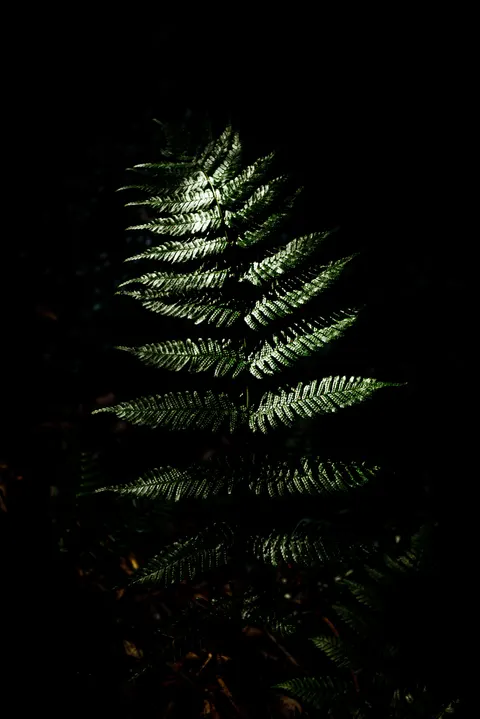 Fondo de Pantalla para Móvil Bosque Negro · amoled · 1440×2157