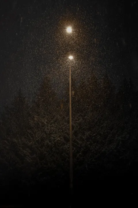 Black Forest Phone Wallpaper · amoled · 1440×2160