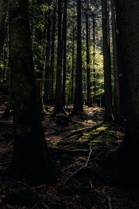 Schwarzer Wald Handy-Hintergrundbild · amoled · 1440×2160