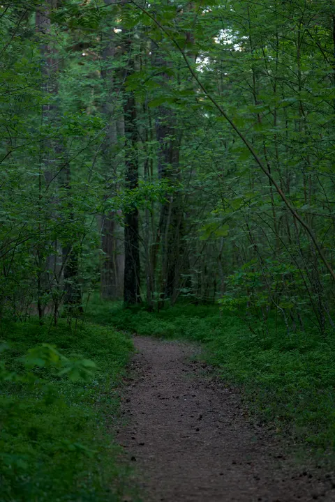 Fondo de Pantalla para Móvil Bosque Negro · amoled · 1440×2160
