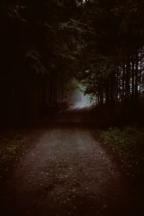 Black Forest Phone Wallpaper · amoled · 1440×2160