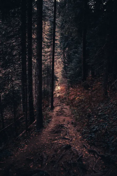 Black Forest Phone Wallpaper · amoled · 1440×2160