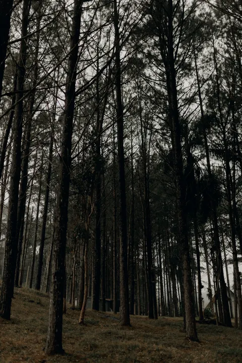 Чёрный лес обои для телефона · amoled · 1440×2160