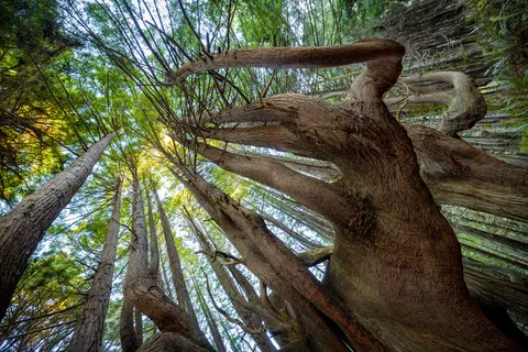 Redwood Forest 4K Wallpaper · nature · 3840×2561