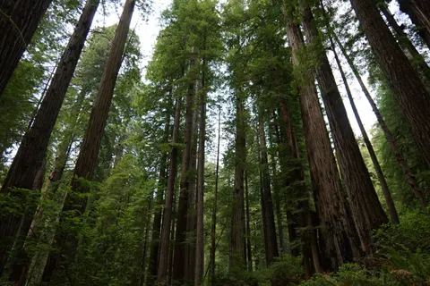 Redwood Forest 4K Wallpaper · nature · 3840×2560