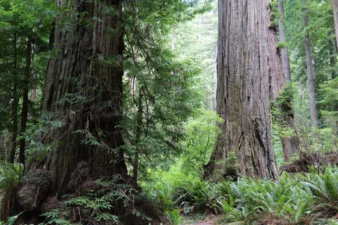 Redwood Forest 4K Wallpaper · nature · 3840×2560