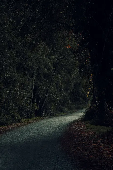 Black Forest Phone Wallpaper · amoled · 1440×2160
