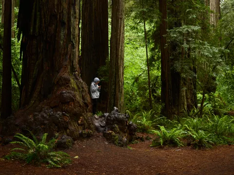 Redwood Forest 4K Wallpaper · nature · 3840×2879