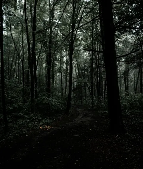 Fondo de Pantalla para Móvil Bosque Negro · amoled · 1440×1699
