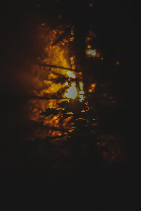 블랙 포레스트 휴대폰 배경화면 · amoled · 1440×2160