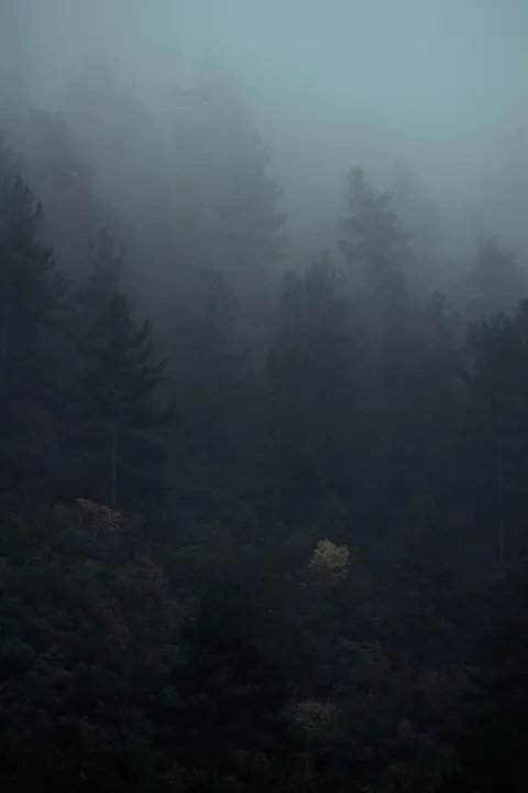 Black Forest Phone Wallpaper · amoled · 1440×2160