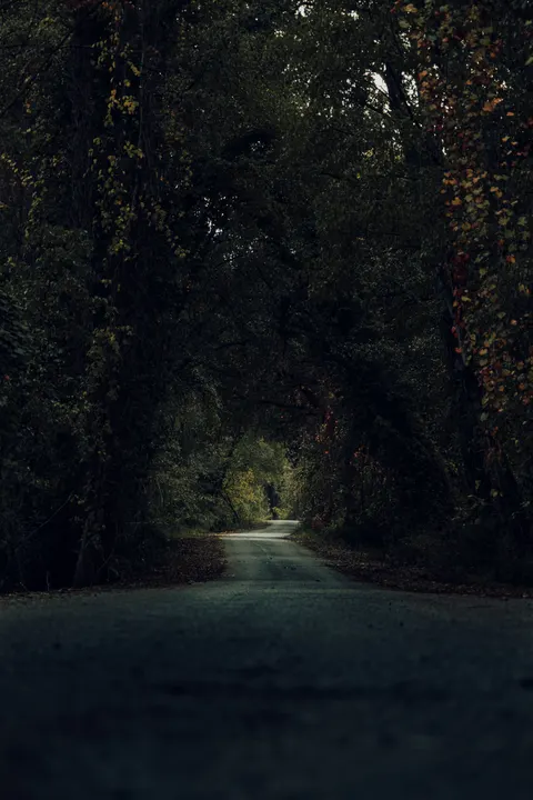 Black Forest Phone Wallpaper · amoled · 1440×2160