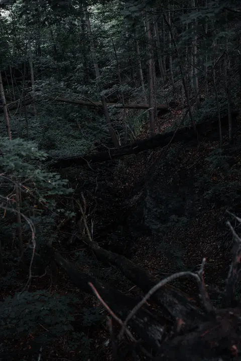 Black Forest Phone Wallpaper · amoled · 1440×2160