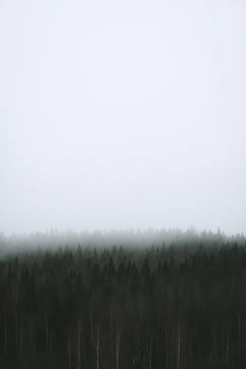 काला जंगल मोबाइल वॉलपेपर · amoled · 1440×2160
