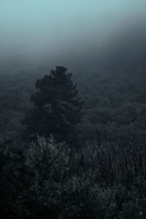 Fondo de Pantalla para Móvil Bosque Negro · amoled · 1440×2160