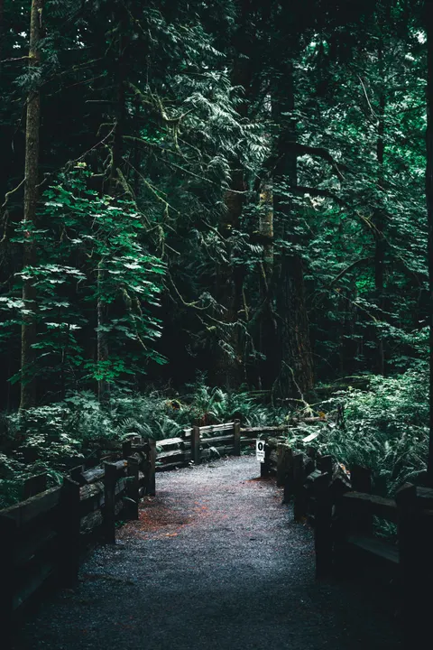 Black Forest Phone Wallpaper · amoled · 1440×2159