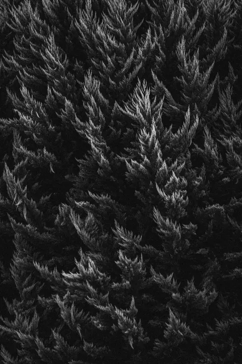 Alto Contrasto Sfondo per Telefono · amoled · 1440×2160