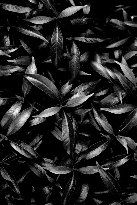 Wysoki kontrast Tapeta na Telefon · amoled · 1440×2160