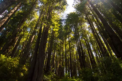 Redwood Forest 4K Wallpaper · nature · 3840×2553
