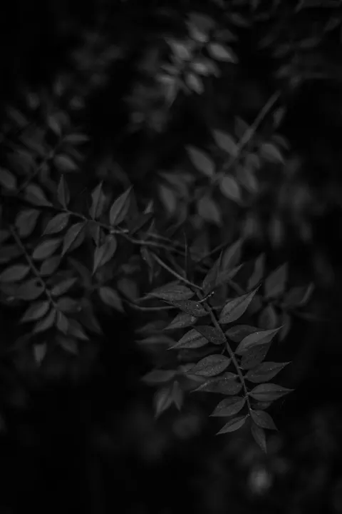 High Contrast Phone Wallpaper · amoled · 1440×2160