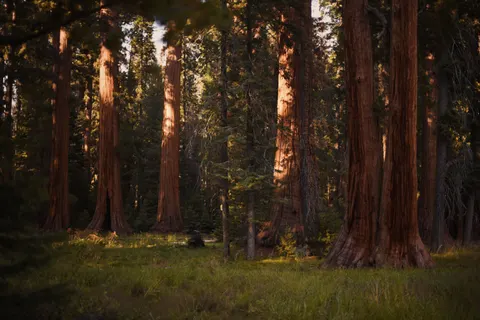 Redwood Forest 4K Wallpaper · nature · 3840×2563