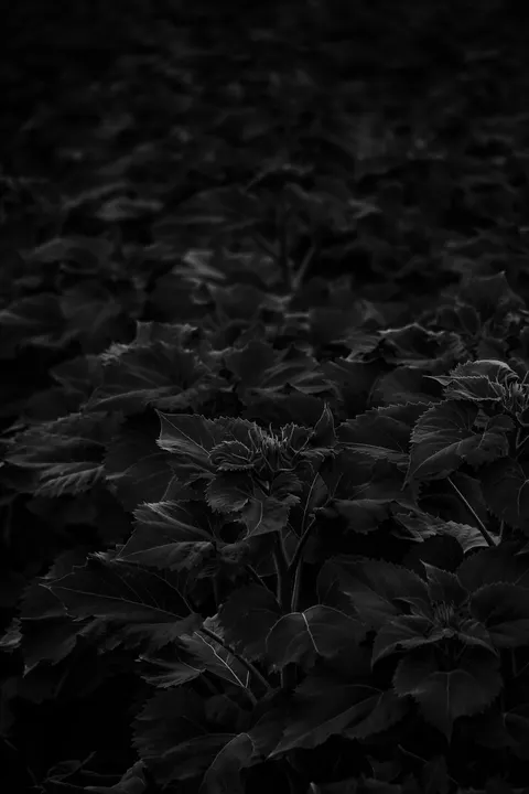 High Contrast Phone Wallpaper · amoled · 1440×2160