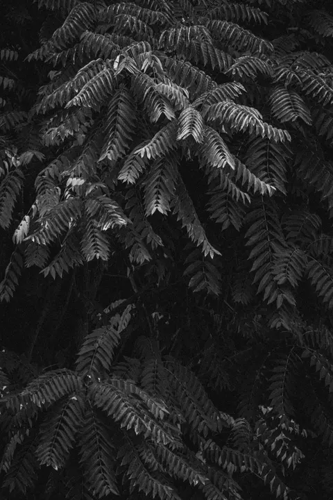 Fondo de Pantalla para Móvil Alto Contraste · amoled · 1440×2160