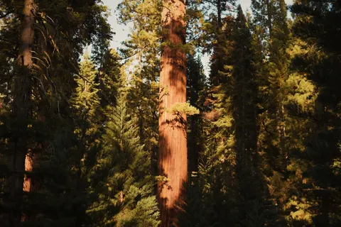 Redwood Forest 4K Wallpaper · nature · 3840×2563