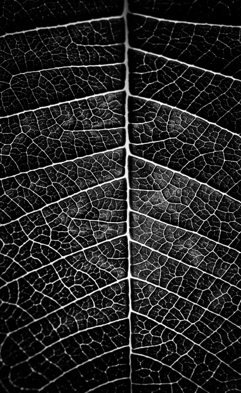 Fondo de Pantalla para Móvil Alto Contraste · amoled · 1440×2346