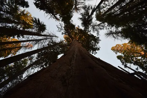 Redwood Forest 4K Wallpaper · nature · 3840×2560