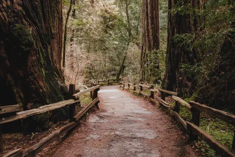 Redwood Forest 4K Wallpaper · nature · 3840×2560