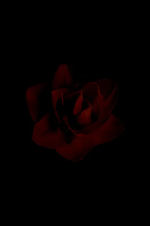 Pure Black Phone Wallpaper · amoled · 1440×2160