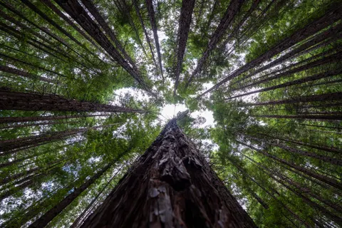 Redwood Forest 4K Wallpaper · nature · 3840×2561