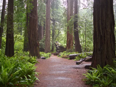 Redwood Forest 4K Wallpaper · nature · 3840×2879