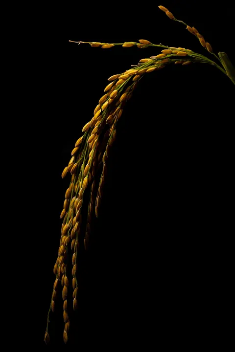 Pure Black Phone Wallpaper · amoled · 1440×2160