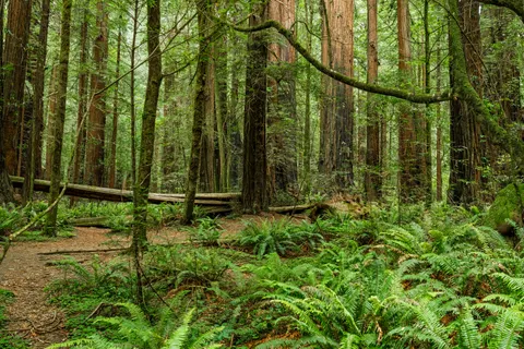 Redwood Forest 4K Wallpaper · nature · 3840×2560
