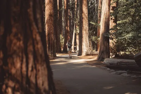 Redwood Forest 4K Wallpaper · nature · 3840×2560