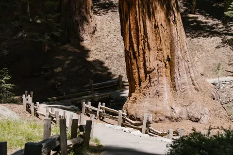 Redwood Forest 4K Wallpaper · nature · 3840×2560