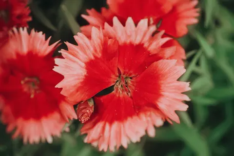 꽃 접사 4K 배경화면 · flowers · 3840×2560